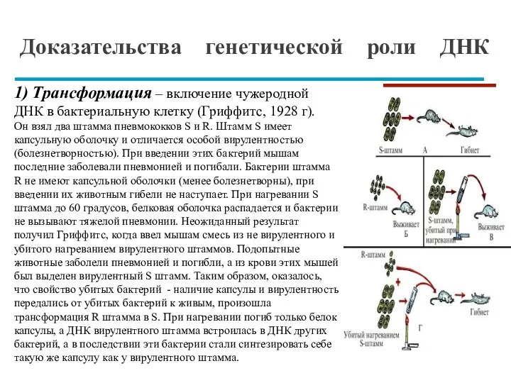 Доказательства генетической роли ДНК 1) Трансформация – включение чужеродной ДНК в бактериальную