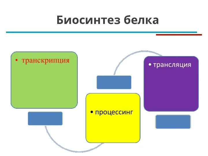 Биосинтез белка