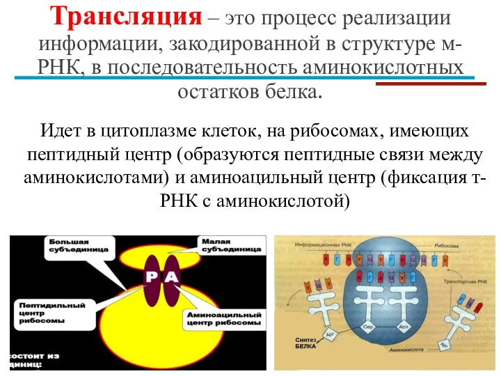 Трансляция – это процесс реализации информации, закодированной в структуре м-РНК, в последовательность