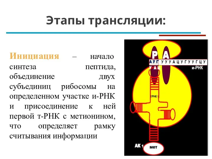 Этапы трансляции: Инициация – начало синтеза пептида, объединение двух субъединиц рибосомы на