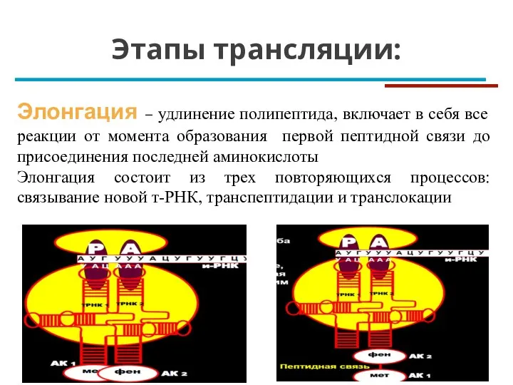 Этапы трансляции: Элонгация – удлинение полипептида, включает в себя все реакции от