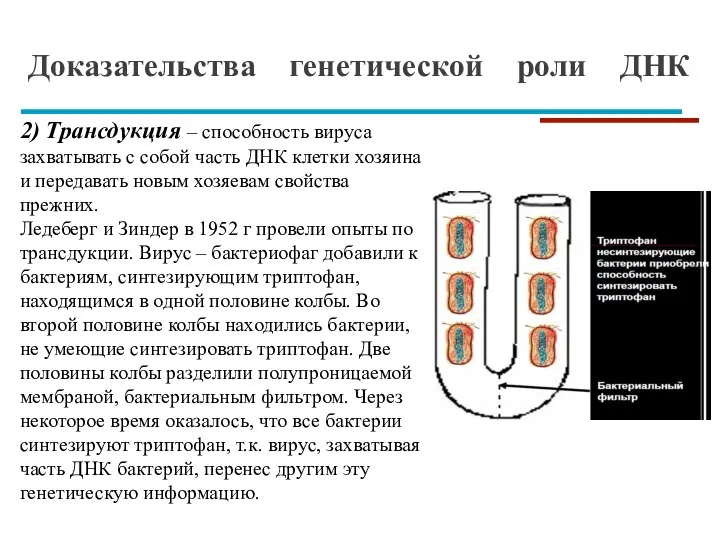 Доказательства генетической роли ДНК 2) Трансдукция – способность вируса захватывать с собой