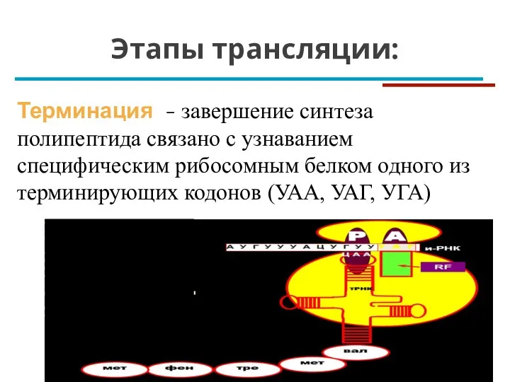 Этапы трансляции: Терминация - завершение синтеза полипептида связано с узнаванием специфическим рибосомным