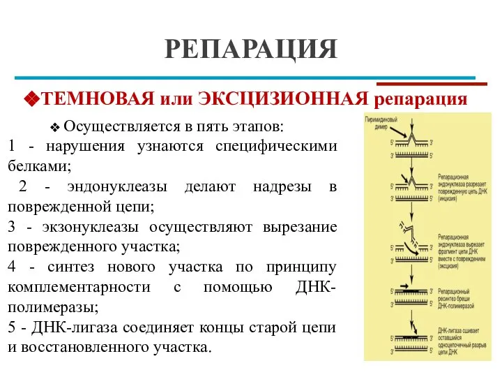 РЕПАРАЦИЯ ТЕМНОВАЯ или ЭКСЦИЗИОННАЯ репарация Осуществляется в пять этапов: 1 - нарушения