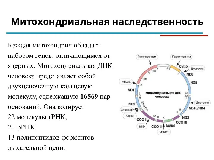 Митохондриальная наследственность Каждая митохондрия обладает набором генов, отличающимся от ядерных. Митохондриальная ДНК