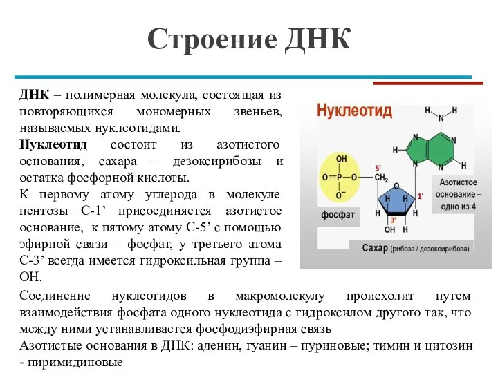 Строение ДНК ДНК – полимерная молекула, состоящая из повторяющихся мономерных звеньев, называемых