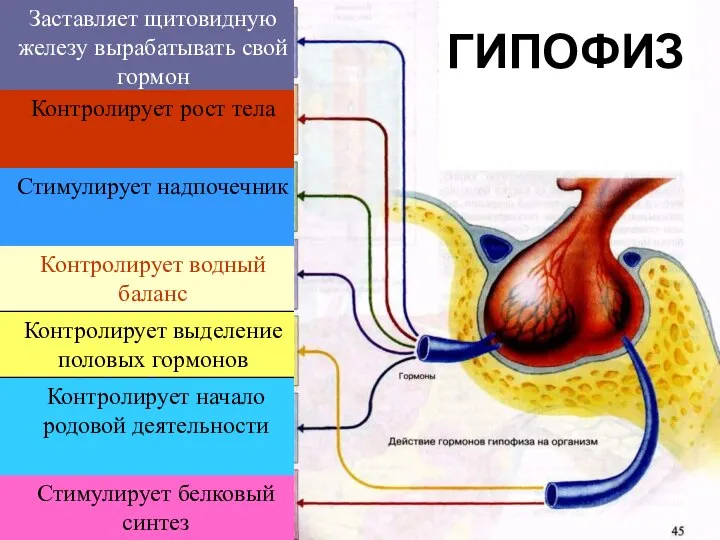 Заставляет щитовидную железу вырабатывать свой гормон Контролирует рост тела Стимулирует надпочечник Контролирует