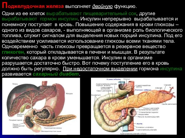 Поджелудочная железа выполняет двойную функцию. Одни из ее клеток вырабатывают пищеварительный сок,