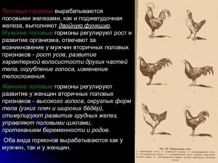 Половые гормоны вырабатываются половыми железами, как и поджелудочная железа, выполняют двойную функцию.