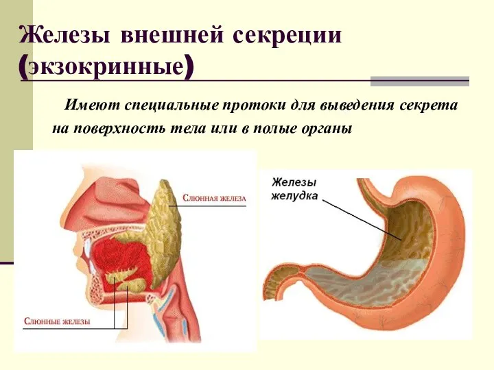 Железы внешней секреции (экзокринные) Имеют специальные протоки для выведения секрета на поверхность