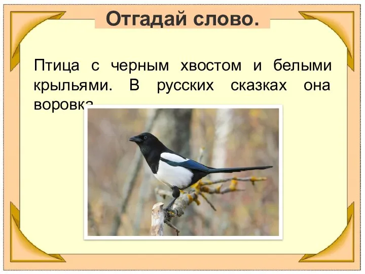 Отгадай слово. Птица с черным хвостом и белыми крыльями. В русских сказках она воровка.