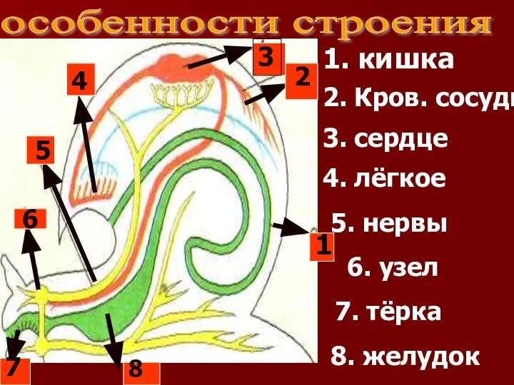 особенности строения 6 1 2 3 4 5 7 8 1. кишка