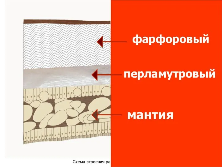 фарфоровый перламутровый мантия