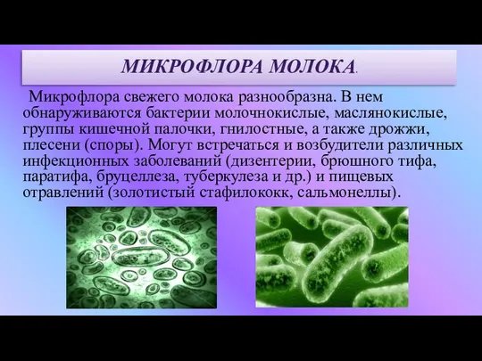 Микрофлора свежего молока разнообразна. В нем обнаруживаются бактерии молочнокислые, маслянокислые, группы кишечной