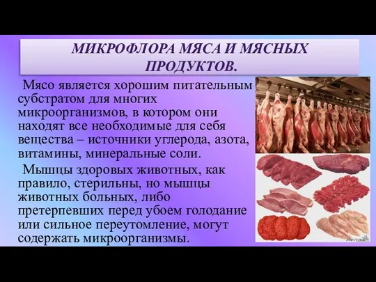 МИКРОФЛОРА МЯСА И МЯСНЫХ ПРОДУКТОВ. Мясо является хорошим питательным субстратом для многих