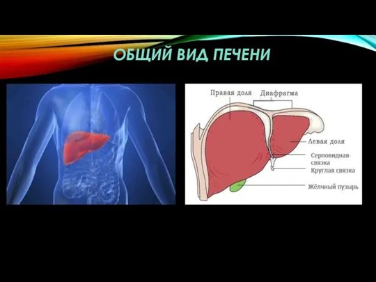 ОБЩИЙ ВИД ПЕЧЕНИ