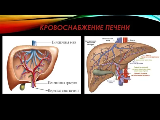 КРОВОСНАБЖЕНИЕ ПЕЧЕНИ