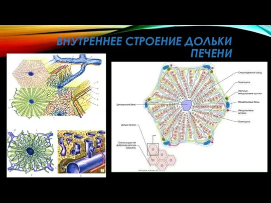 ВНУТРЕННЕЕ СТРОЕНИЕ ДОЛЬКИ ПЕЧЕНИ