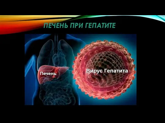 ПЕЧЕНЬ ПРИ ГЕПАТИТЕ