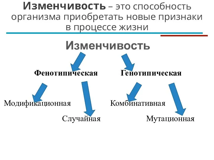 Изменчивость – это способность организма приобретать новые признаки в процессе жизни Изменчивость