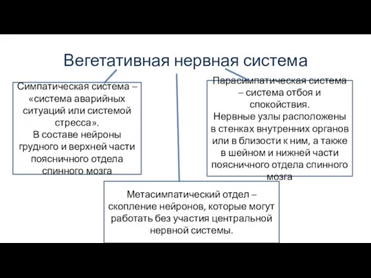 Вегетативная нервная система Симпатическая система – «система аварийных ситуаций или системой стресса».