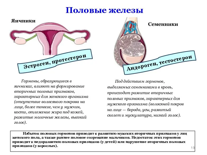 Половые железы Яичники Гормоны, образующиеся в яичниках, влияют на формирование вторичных половых