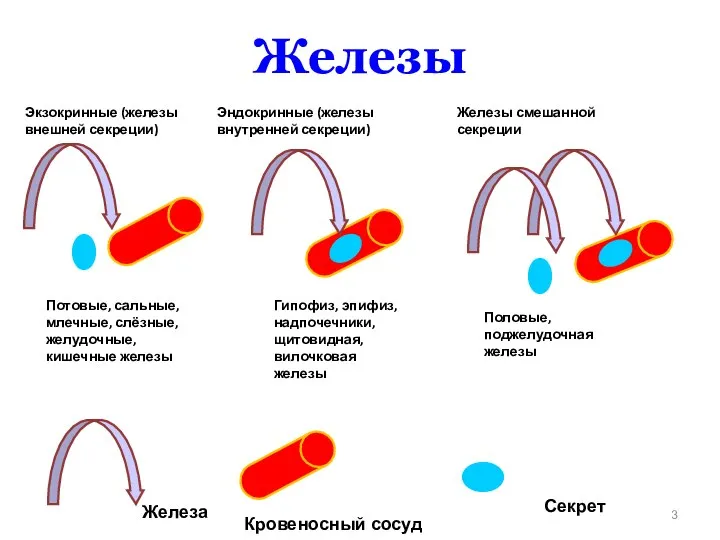 Железы Экзокринные (железы внешней секреции) Потовые, сальные, млечные, слёзные, желудочные, кишечные железы