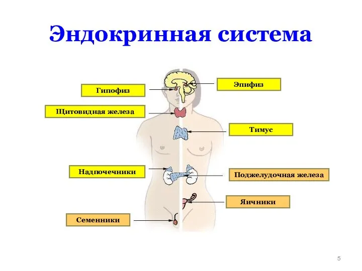 Эндокринная система Гипофиз Щитовидная железа Тимус Эпифиз Надпочечники Семенники Поджелудочная железа Яичники