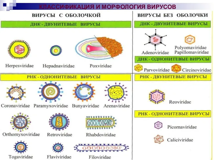 КЛАССИФИКАЦИЯ И МОРФОЛОГИЯ ВИРУСОВ