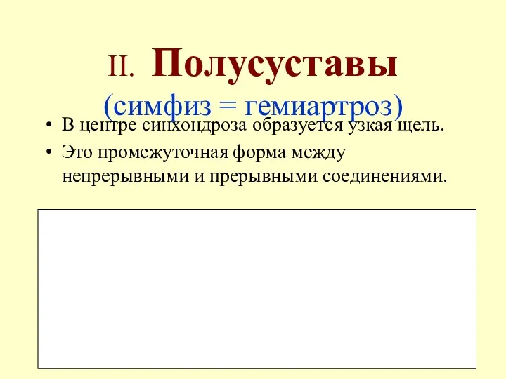 II. Полусуставы (симфиз = гемиартроз) В центре синхондроза образуется узкая щель. Это