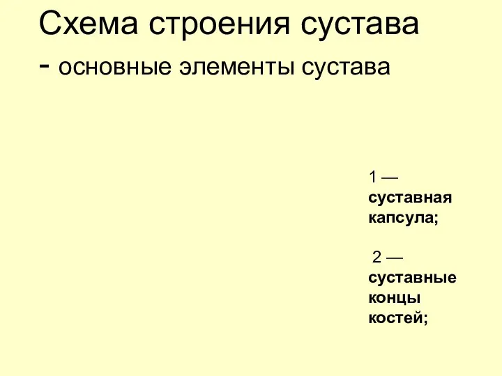 Схема строения сустава - основные элементы сустава 1 — суставная капсула; 2 —суставные концы костей;