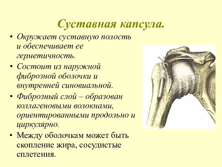 Суставная капсула. Окружает суставную полость и обеспечивает ее герметичность. Состоит из наружной