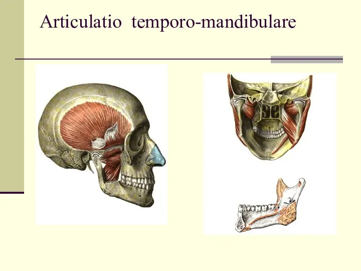 Articulatio temporo-mandibulare