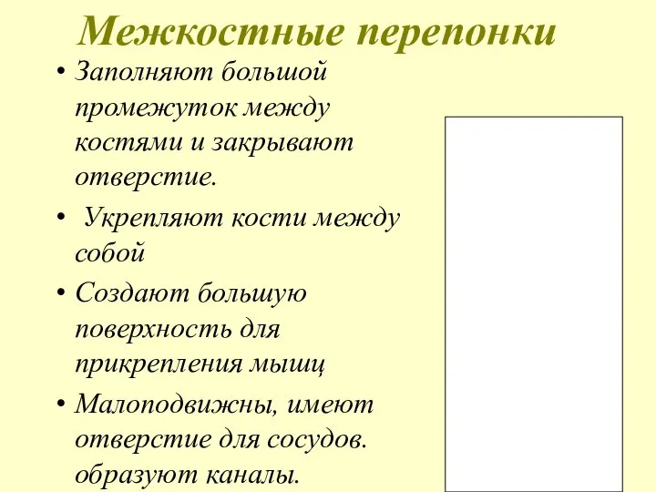 Межкостные перепонки Заполняют большой промежуток между костями и закрывают отверстие. Укрепляют кости