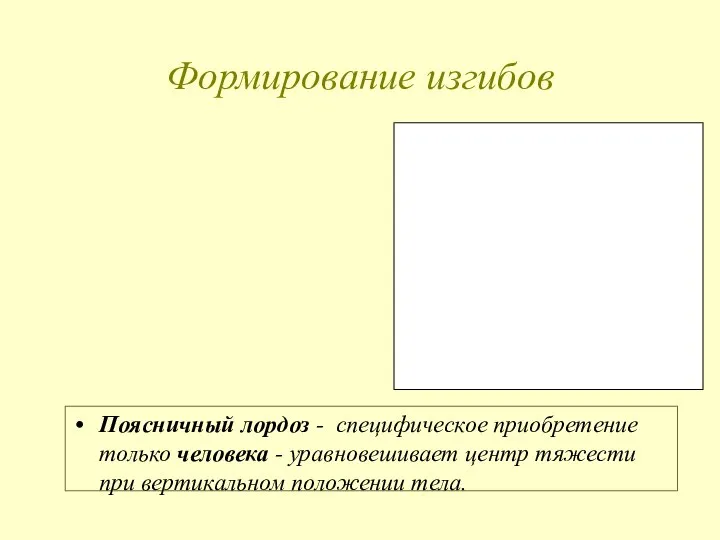 Формирование изгибов Поясничный лордоз - специфическое приобретение только человека - уравновешивает центр