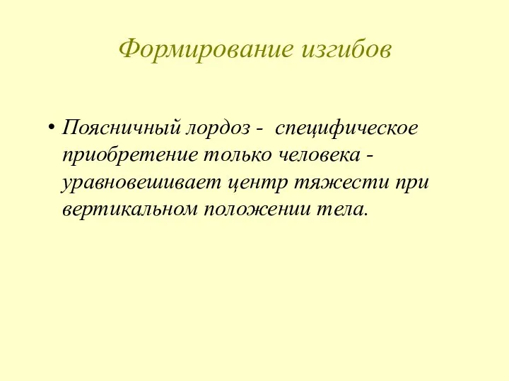 Формирование изгибов Поясничный лордоз - специфическое приобретение только человека - уравновешивает центр