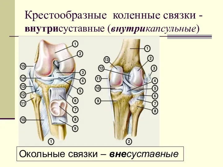 Крестообразные коленные связки - внутрисуставные (внутрикапсульные) Окольные связки – внесуставные