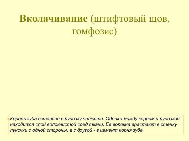 Вколачивание (штифтовый шов, гомфозис) Корень зуба вставлен в луночку челюсти. Однако между