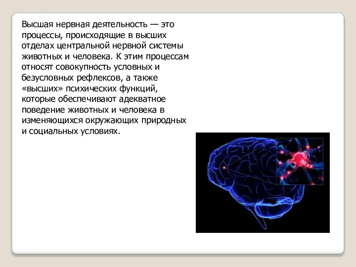 Высшая нервная деятельность — это процессы, происходящие в высших отделах центральной нервной