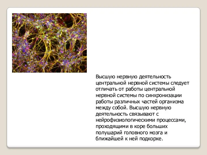 Высшую нервную деятельность центральной нервной системы следует отличать от работы центральной нервной