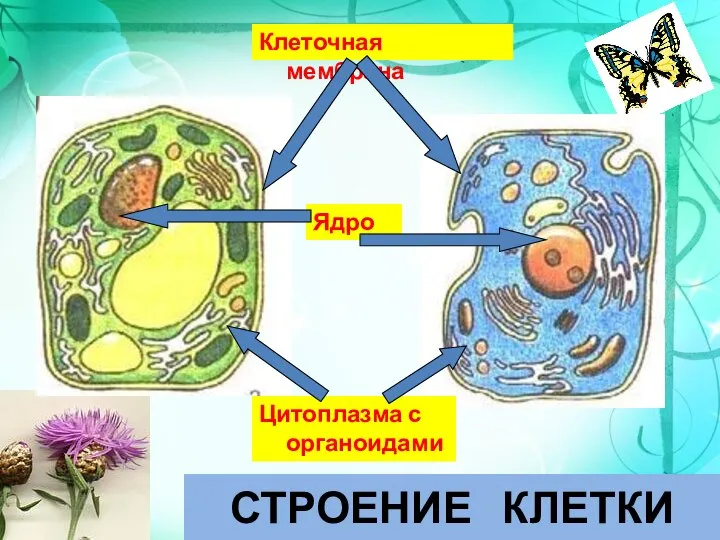 Клеточная мембрана Ядро Цитоплазма с органоидами СТРОЕНИЕ КЛЕТКИ