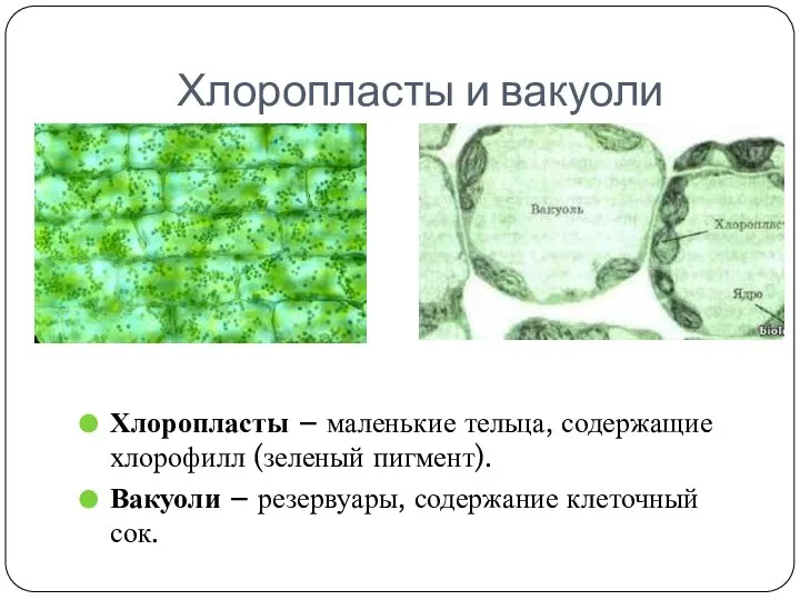 Хлоропласты и вакуоли Хлоропласты – маленькие тельца, содержащие хлорофилл (зеленый пигмент). Вакуоли