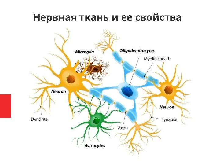 Нервная ткань и ее свойства