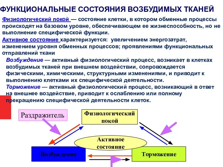 ФУНКЦИОНАЛЬНЫЕ СОСТОЯНИЯ ВОЗБУДИМЫХ ТКАНЕЙ Физиологический покой Возбуждение Торможение Раздражитель Активное состояние Возбуждение