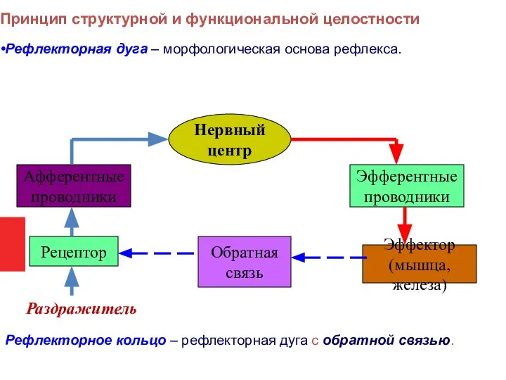 Принцип структурной и функциональной целостности Рефлекторная дуга – морфологическая основа рефлекса. Рефлекторное