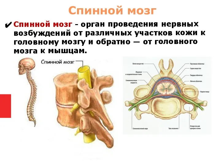 Спинной мозг - орган проведения нервных возбуждений от различных участков кожи к