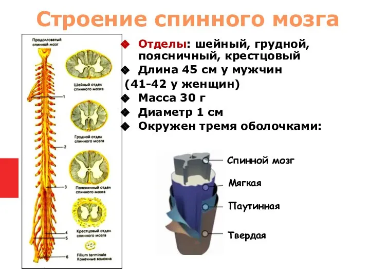 Отделы: шейный, грудной, поясничный, крестцовый Длина 45 см у мужчин (41-42 у