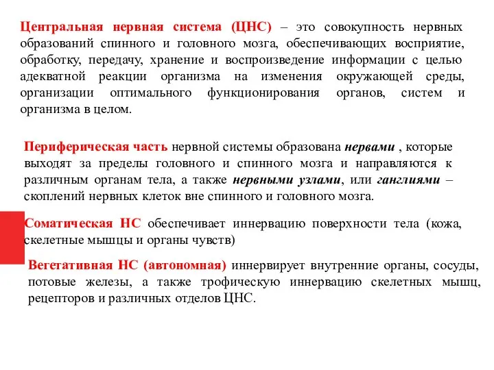 Центральная нервная система (ЦНС) – это совокупность нервных образований спинного и головного