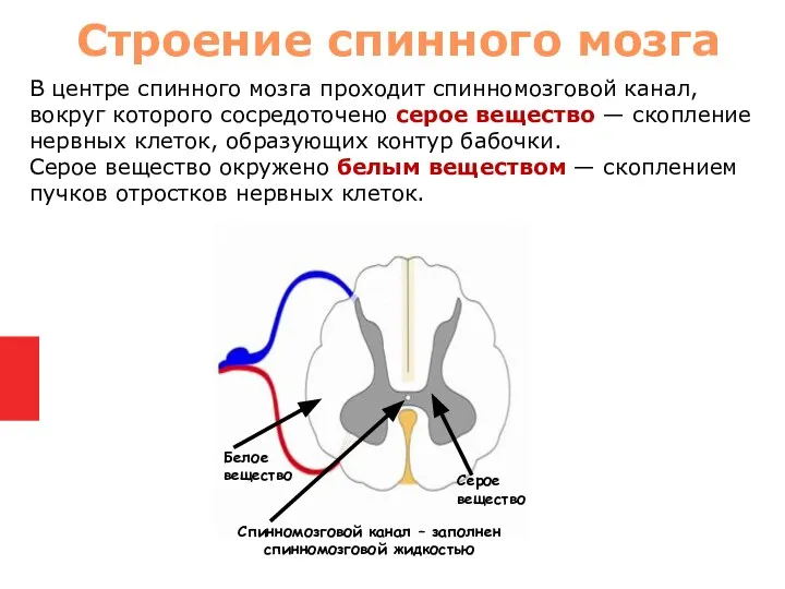 В центре спинного мозга проходит спинномозговой канал, вокруг которого сосредоточено серое вещество
