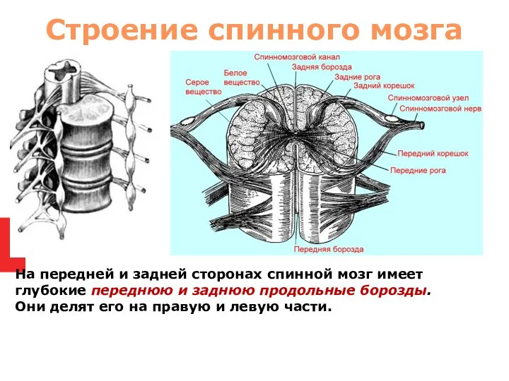 На передней и задней сторонах спинной мозг имеет глубокие переднюю и заднюю